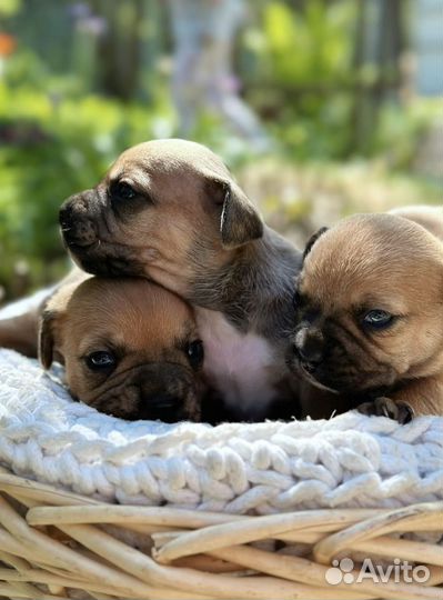 Щенки на брони