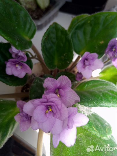 Фиалка Поль Баньян (Storytella)