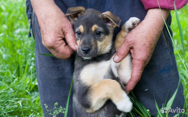 Со мной проблемы улетучатся как одуванчик