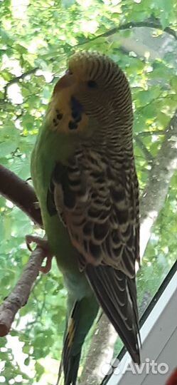 Птенцы волнистый попугай