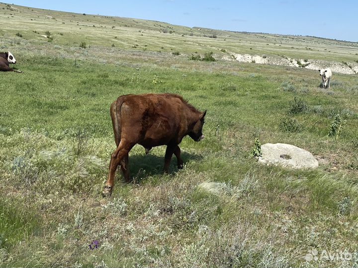 Бычки телки