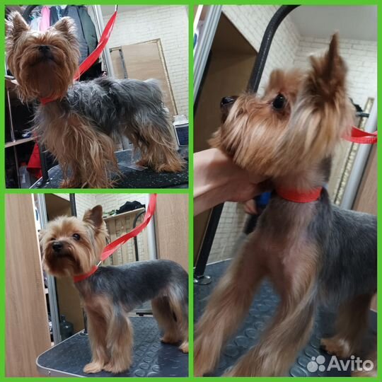 Стрижка собак и кошек. ЖК Волгарь