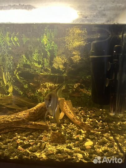 Аквариум с рыбами