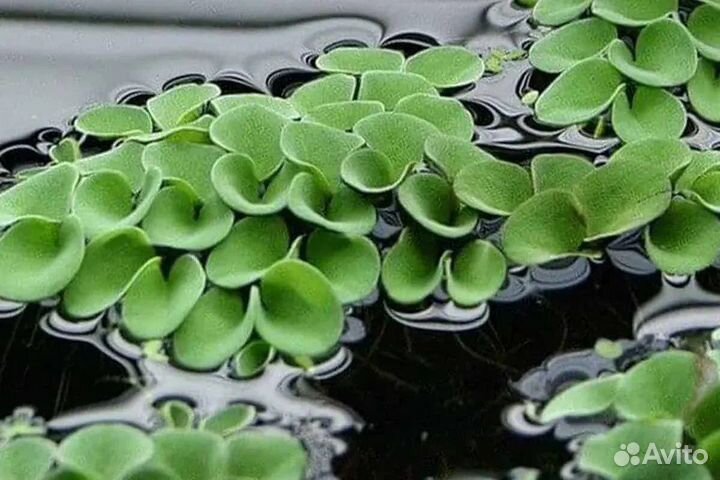 Авариумные растения