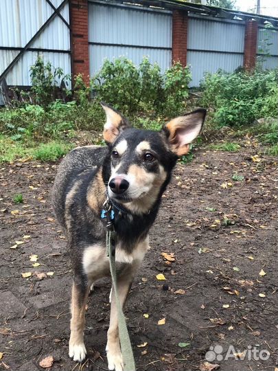 Небольшая спокойная собачка