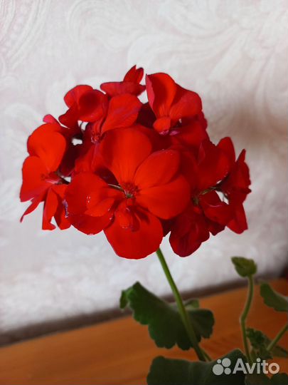 Пеларгония