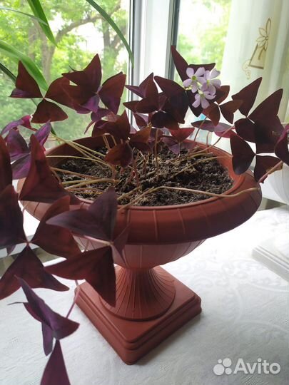 Комнатные растения