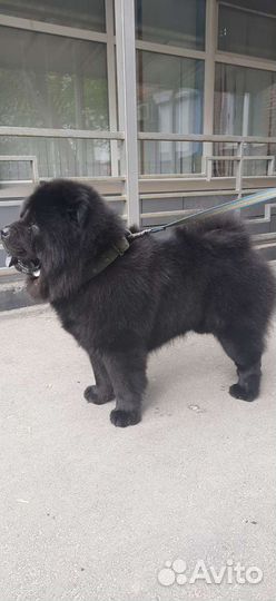 Кобель чау-чау вязка