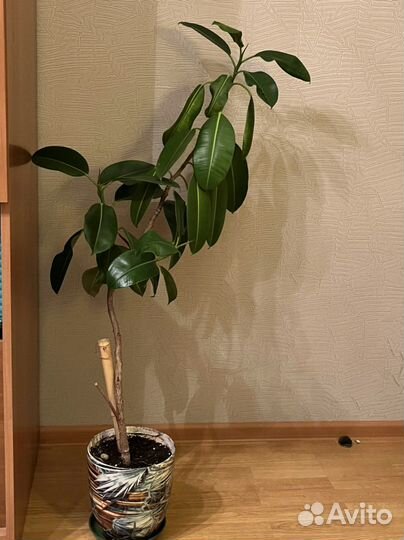 Фикус каучуконосный большой