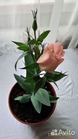 Эустома цветущая в горшке