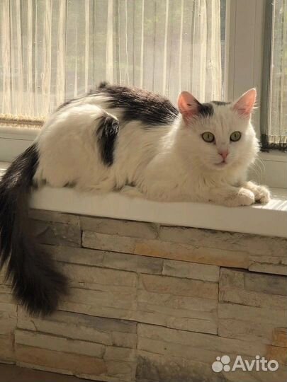 Котик в добрые руки