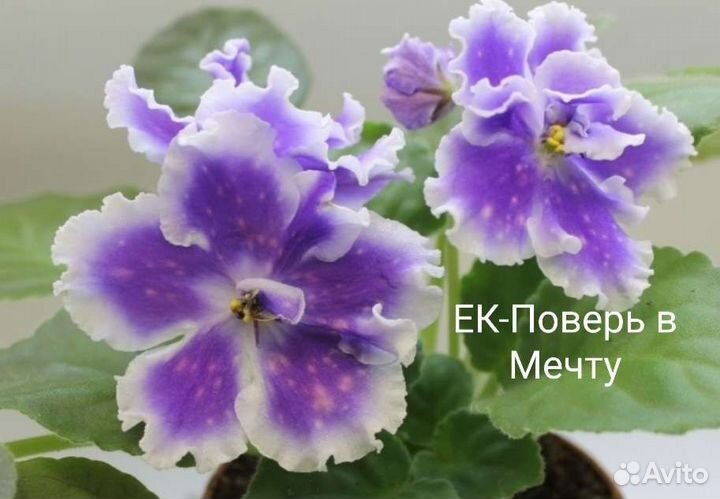 Фиалки укорененные листы новинки