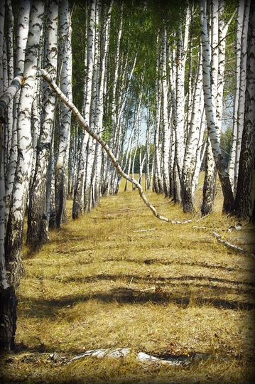 Участок 100 сот. (СНТ, ДНП)