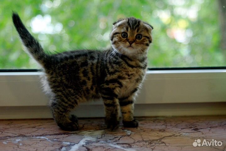 Шотландские котята