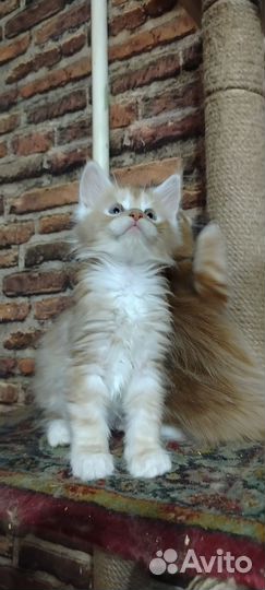 Котята мейн кун