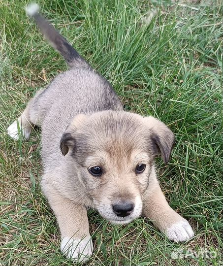 Щенки в добрые руки