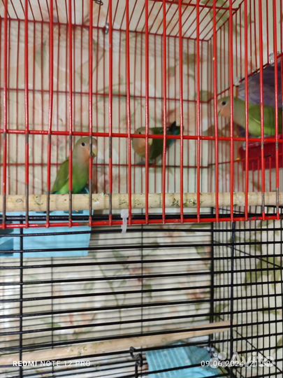 Попугай неразлучники
