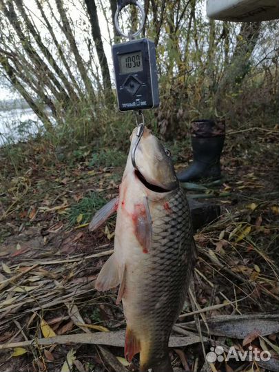 Карп с пруда