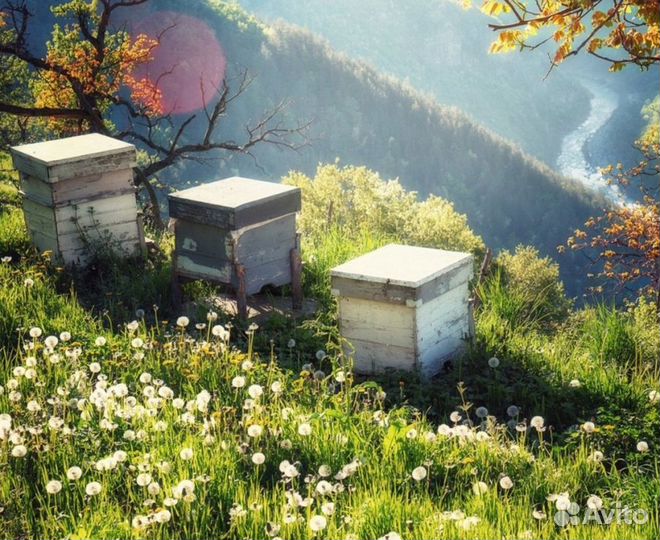 2024 Мёд натуральный из Алтая оптом