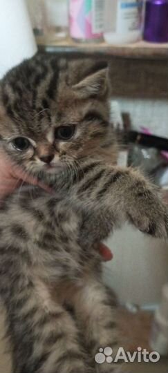 Котята в добрые руки приучены к лотку