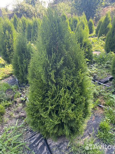 Туи смарагд