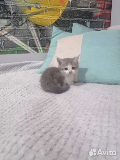 Котята мышеловки