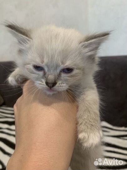 Сиамские котята