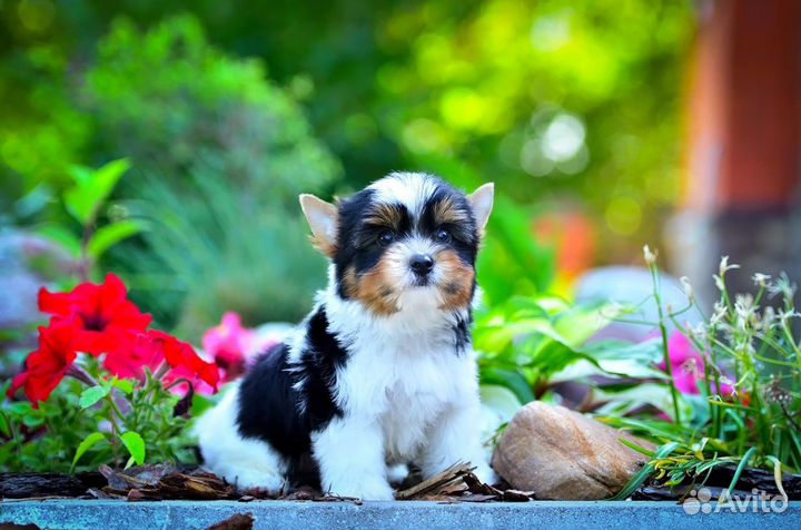 Малыш Бивер