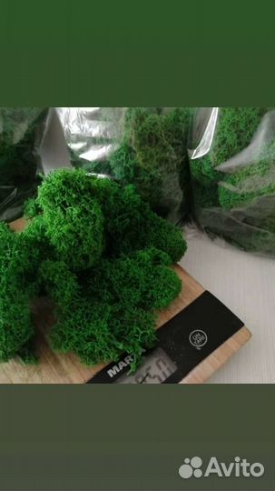 Стабилизированный мох