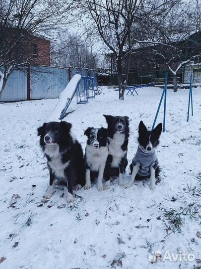 Гостиница для животных Зоодом, передержка, дрессир