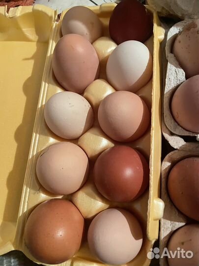 Домашние куриные яйца