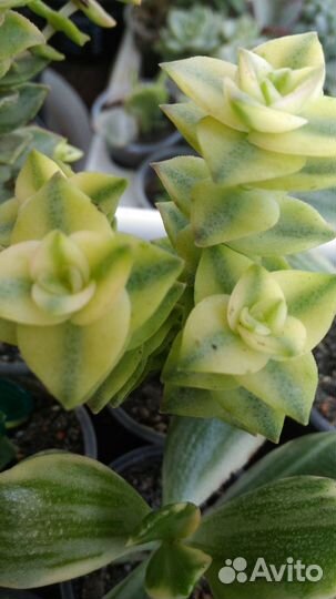 Хавортии,гастерии и другие суккуленты