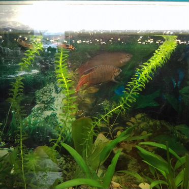 Аквариум с рыбками