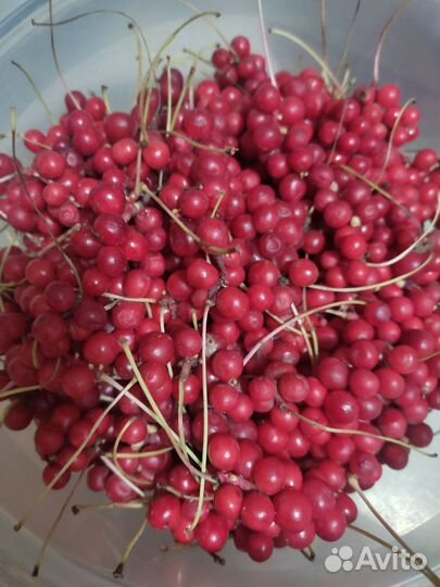 Лимонник китайский