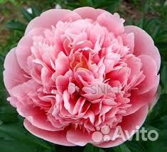 Пион этчед сальмон корни и саженцы