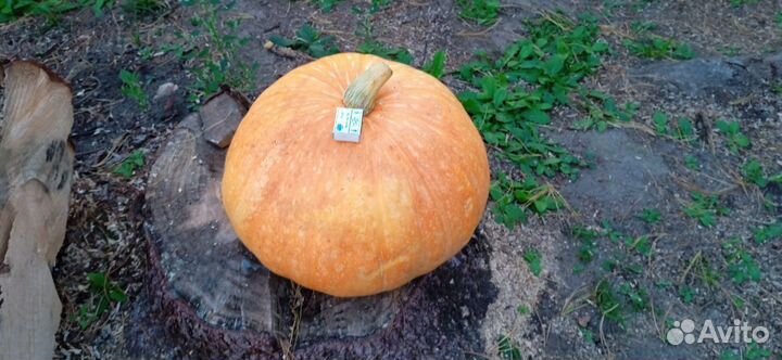 Тыква очень большая