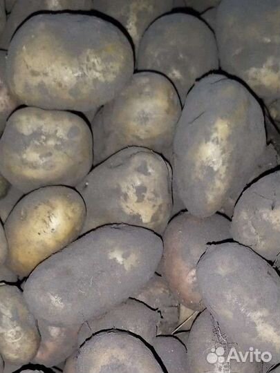 Картофель с огорода