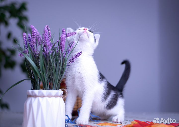 Черное белые котята