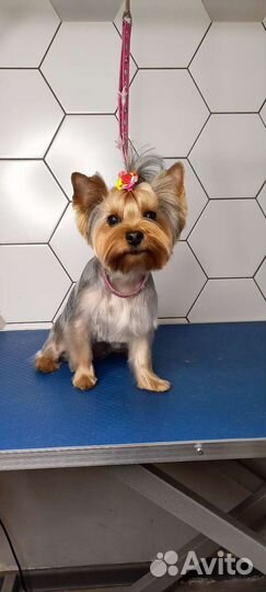 Стрижка кошек и собак