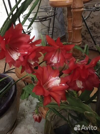 Эпифиллумы