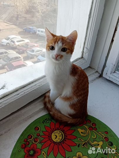 Домашние животные кошки