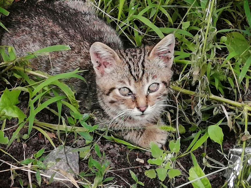 Котята в дар