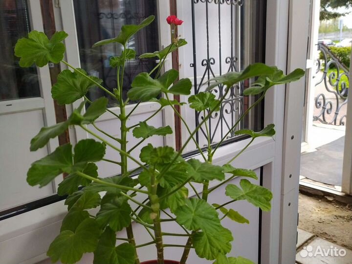 Ремонтантная малина и обычная