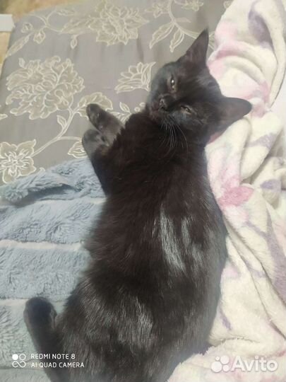 Кошка