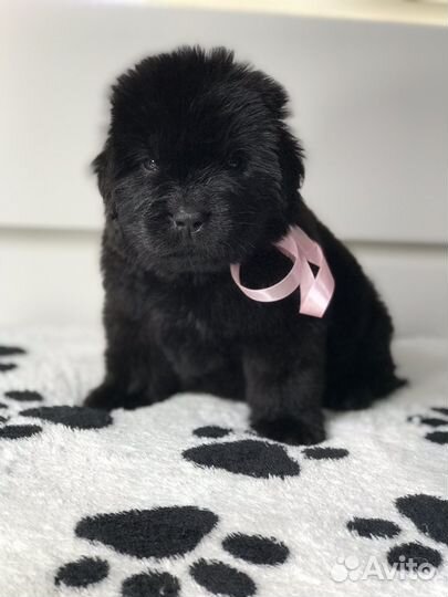 Ньюфаундленд