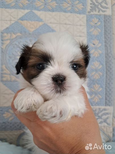 Ши-тцу щенки