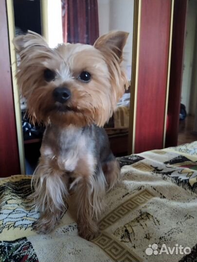 Йоркширский терьер вязка