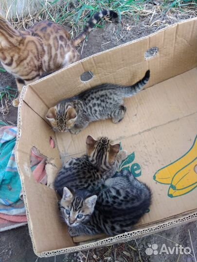 Бенгальские котята
