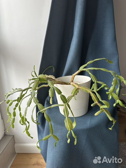 Декабрист цветок