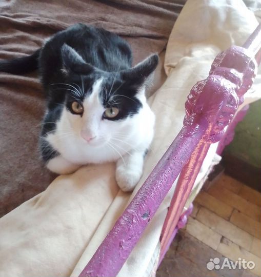 Отдается котенок